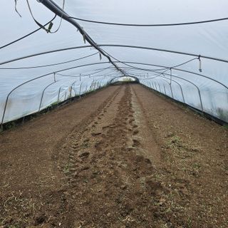 이승목님의 고추 · 영농일지 작성글 사진