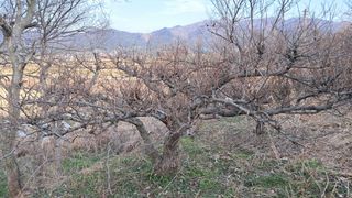 이정운님의 기타작물 · 영농일지 작성글 사진