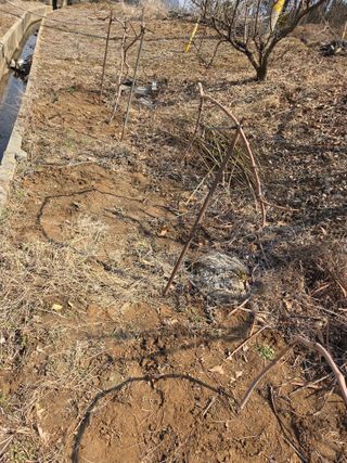 김연숙님의 매실 · 영농일지 작성글 사진