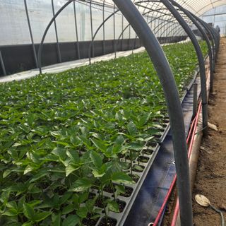 이성원님의 고추 · 영농일지 작성글 사진