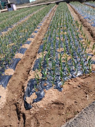 최유순님의 마늘 · 영농일지 작성글 사진