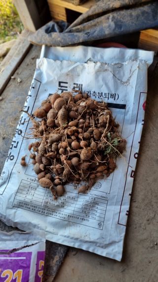 김동명님의 기타작물 · 영농일지 작성글 사진