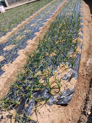 최유순님의 마늘 · 영농일지 작성글 사진