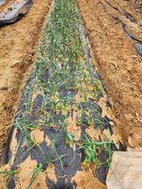 팜모닝 마늘·영농일지 게시글 이미지