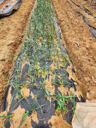 조선된장님의 마늘 · 영농일지 작성글 사진