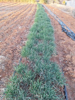 김용환님의 파 · 영농일지 작성글 사진