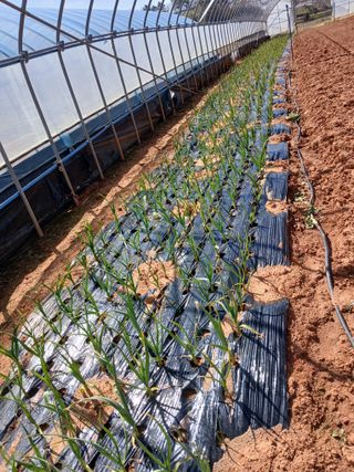 최유순님의 마늘 · 영농일지 작성글 사진