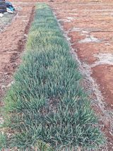 팜모닝 파·영농일지 게시글 이미지