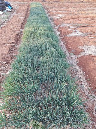 김용환님의 파 · 영농일지 작성글 사진