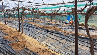 조연만님의 포도 · 영농일지 작성글 사진