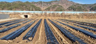 감자님의 감자 · 영농일지 작성글 사진