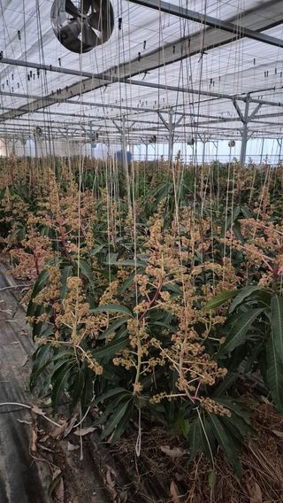 최근만님의 기타작물 · 영농일지 작성글 사진