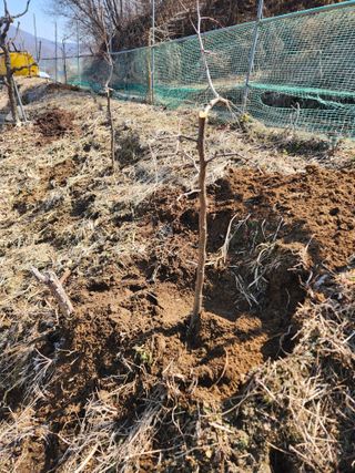 최상길 님의 기타작물 · 영농일지 작성글 사진