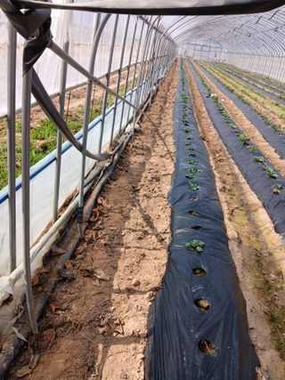 영덕 배은주님의 감자 · 영농일지 작성글 사진