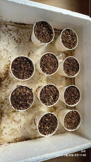 토마토11823님의 오이 · 영농일지 작성글 사진