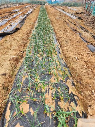 조선된장님의 마늘 · 영농일지 작성글 사진