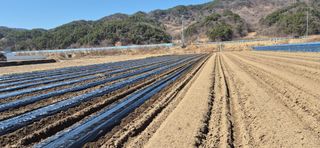 감자님의 감자 · 영농일지 작성글 사진