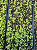 팜모닝 기타작물·영농일지 게시글 이미지