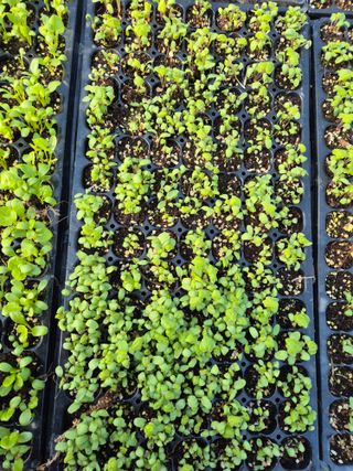 병풍취산채농원님의 기타작물 · 영농일지 작성글 사진