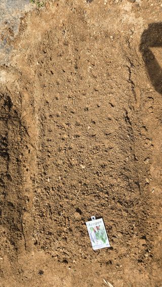 윤두현님의 상추 · 영농일지 작성글 사진