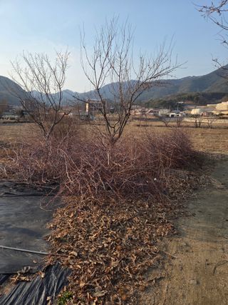 최동수님의 기타작물 · 영농일지 작성글 사진