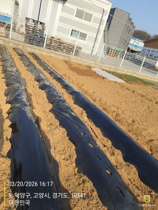 정병학님의 감자 · 영농일지 작성글 사진