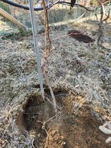 팜모닝 기타작물·영농일지 게시글 이미지