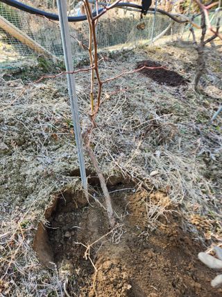 최상길 님의 기타작물 · 영농일지 작성글 사진