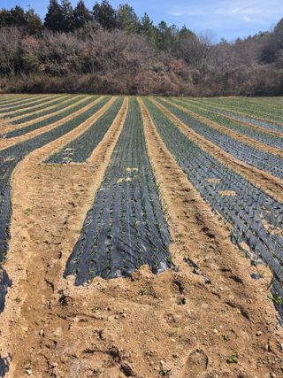 김성환님의 양파 · 영농일지 작성글 사진
