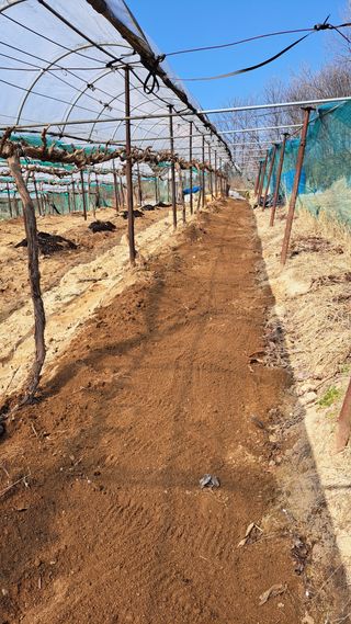 조연만님의 포도 · 영농일지 작성글 사진