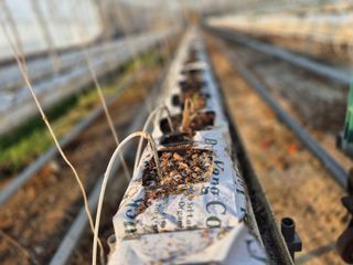 늘햇살팜 님의 기타작물 · 영농일지 작성글 사진