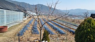 정민지호맘님의 기타작물 · 영농일지 작성글 사진