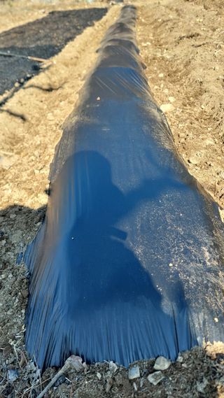 유병욱님의 감자 · 영농일지 작성글 사진