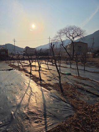 최동수님의 기타작물 · 영농일지 작성글 사진