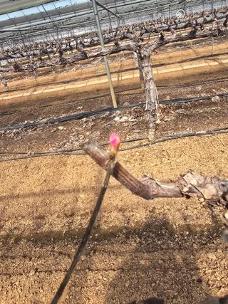 장재영님의 포도 · 영농일지 작성글 사진