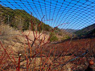 황인근님의 블루베리 · 영농일지 작성글 사진