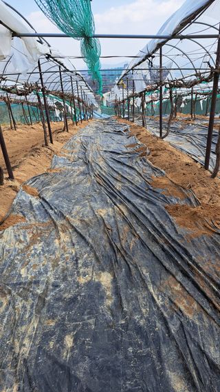 조연만님의 포도 · 영농일지 작성글 사진