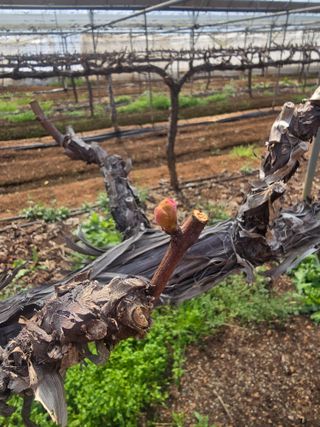 장재영님의 포도 · 영농일지 작성글 사진