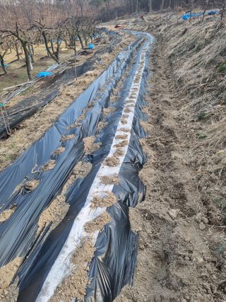 최기동님의 감자 · 영농일지 작성글 사진