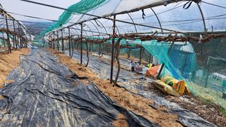 조연만님의 포도 · 영농일지 작성글 사진