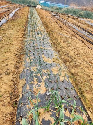 조선된장님의 마늘 · 영농일지 작성글 사진