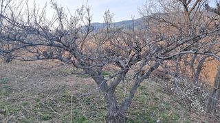 이정운님의 기타작물 · 영농일지 작성글 사진