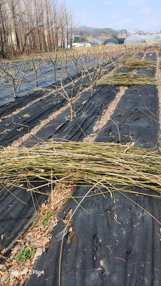 정헌경님의 매실 · 영농일지 작성글 사진
