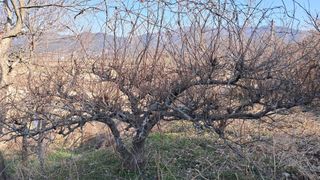 이정운님의 기타작물 · 영농일지 작성글 사진