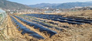 정민지호맘님의 기타작물 · 영농일지 작성글 사진