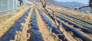 정민지호맘님의 기타작물 · 영농일지 작성글 사진