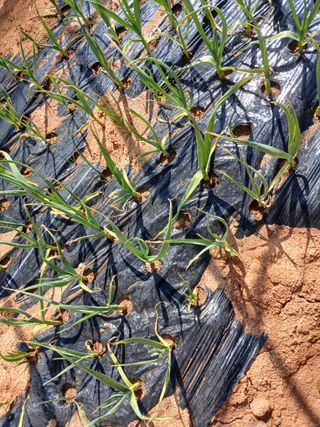 최유순님의 마늘 · 영농일지 작성글 사진