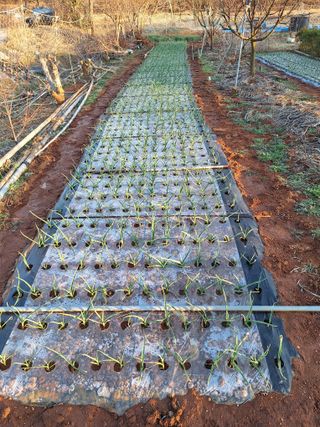 김용환님의 파 · 영농일지 작성글 사진