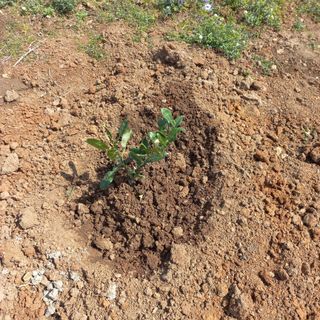 김건우님의 기타작물 · 영농일지 작성글 사진