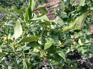 라이온3241님의 귤 · 영농일지 작성글 사진